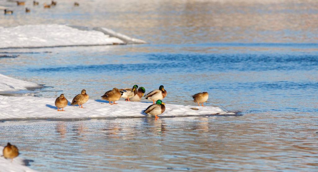 Утки на зимнем водоеме. Фото: Пресс-служба Мосприроды