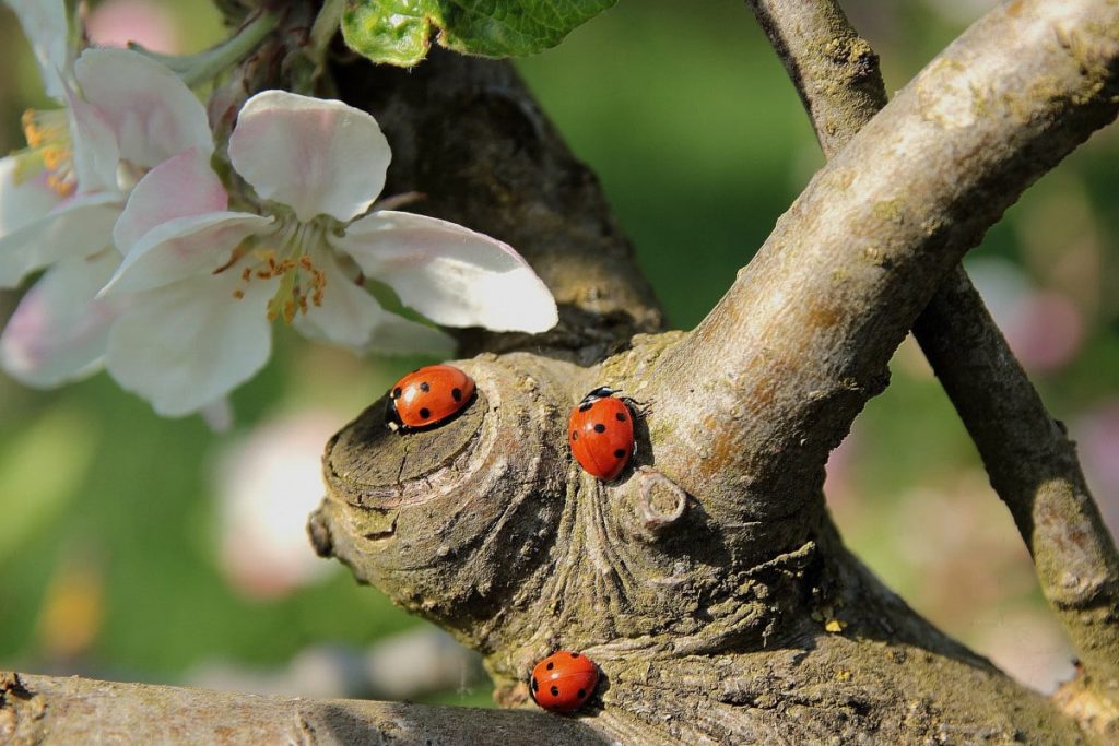 В парке «Кузьминки-Люблино» появятся домики для полезных насекомых