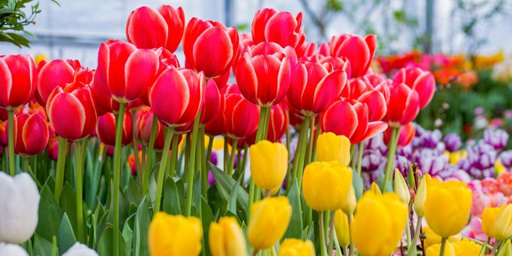 Собянин: Около 15 млн тюльпанов распустятся в Москве к майским праздникам