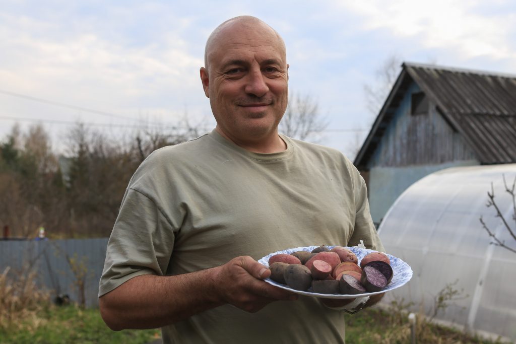 Хобби: житель Некрасовки выращивает на даче разноцветную картошку