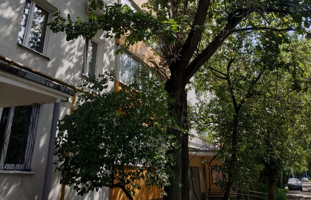 Дерево смягчило падение: из окна на Шоссейной улице выпал ребенок