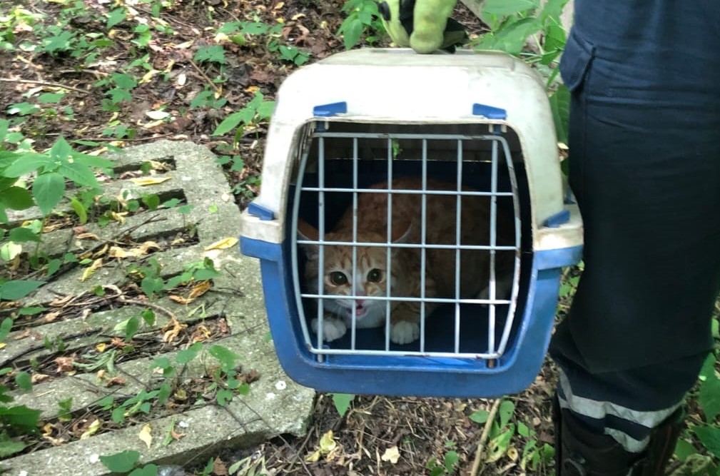 Котика поймали и посадили пока в переноску. Фото предоставлено «СпасРезервом»