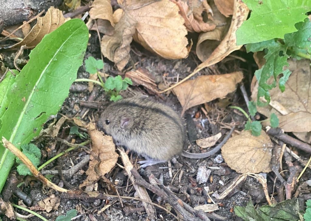 В парке «Кузьминки» сфотографировали редкую мышь