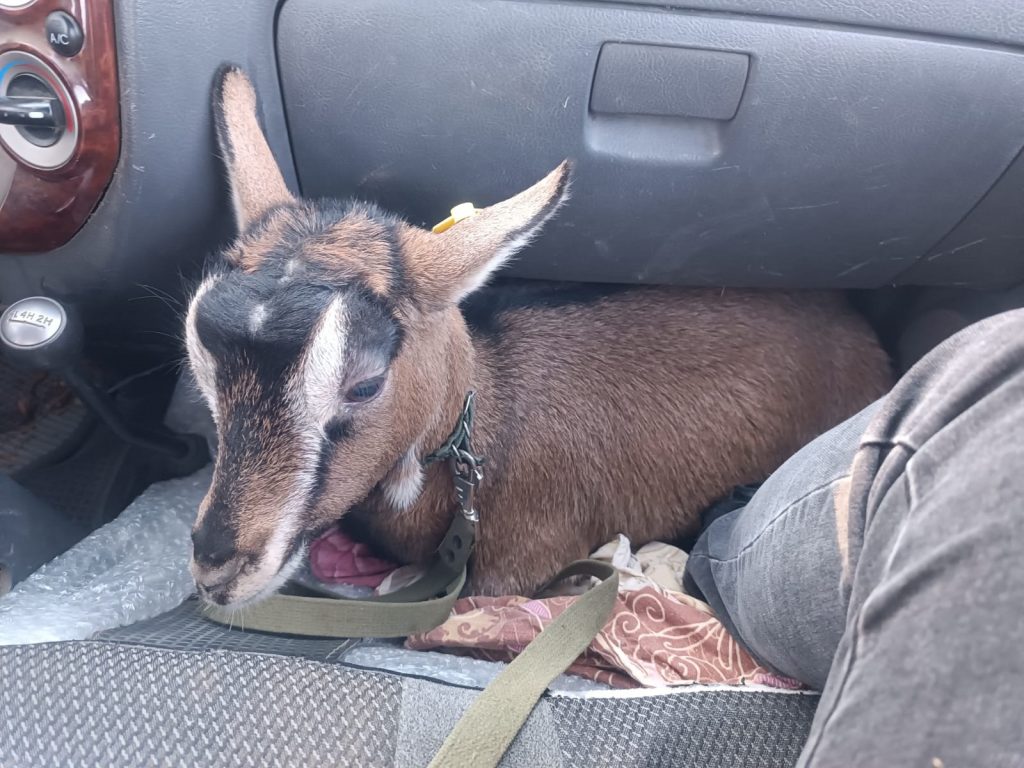 Жители Лефортова помогли хозяйке найти сбежавшую козу