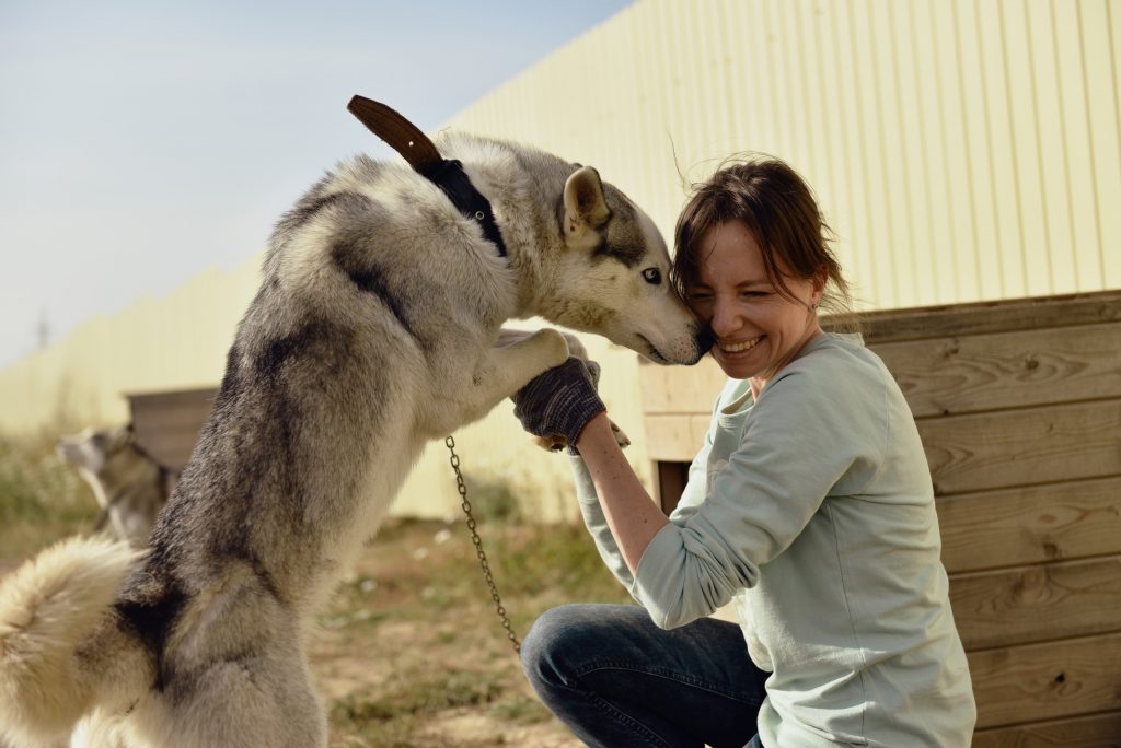 Проект «Погуляй собаку» ждёт волонтёров для помощи в приютах