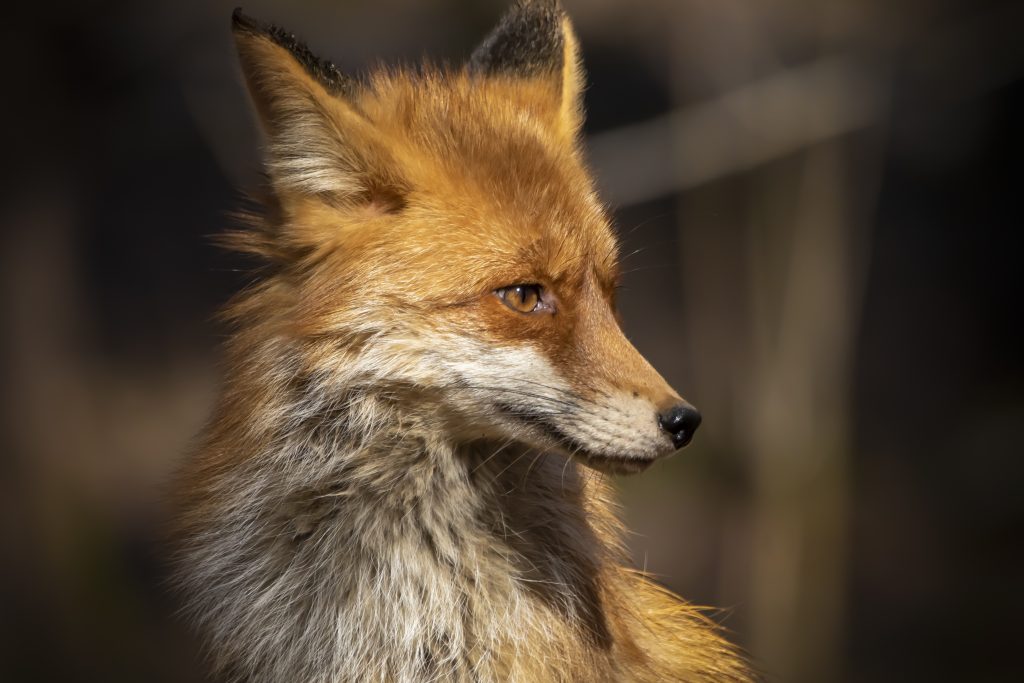 Экологи попросили не подкармливать лис в Кузьминском парке