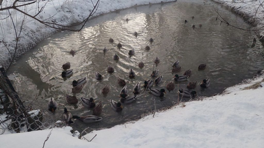 Более 1050 водоплавающих птиц насчитали в парке «Кузьминки-Люблино»