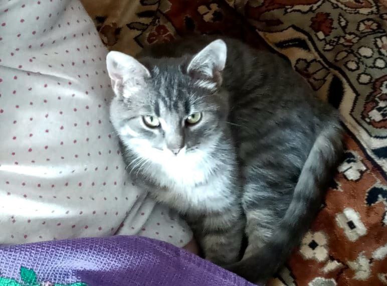 Спасённый кот Матроскин поселился у новых хозяев в Кузьминках