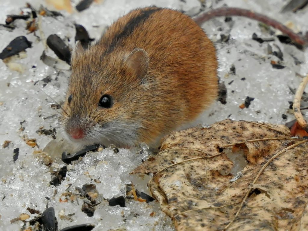 Экологи просят помочь мышкам в парках Юго-Восточного округа