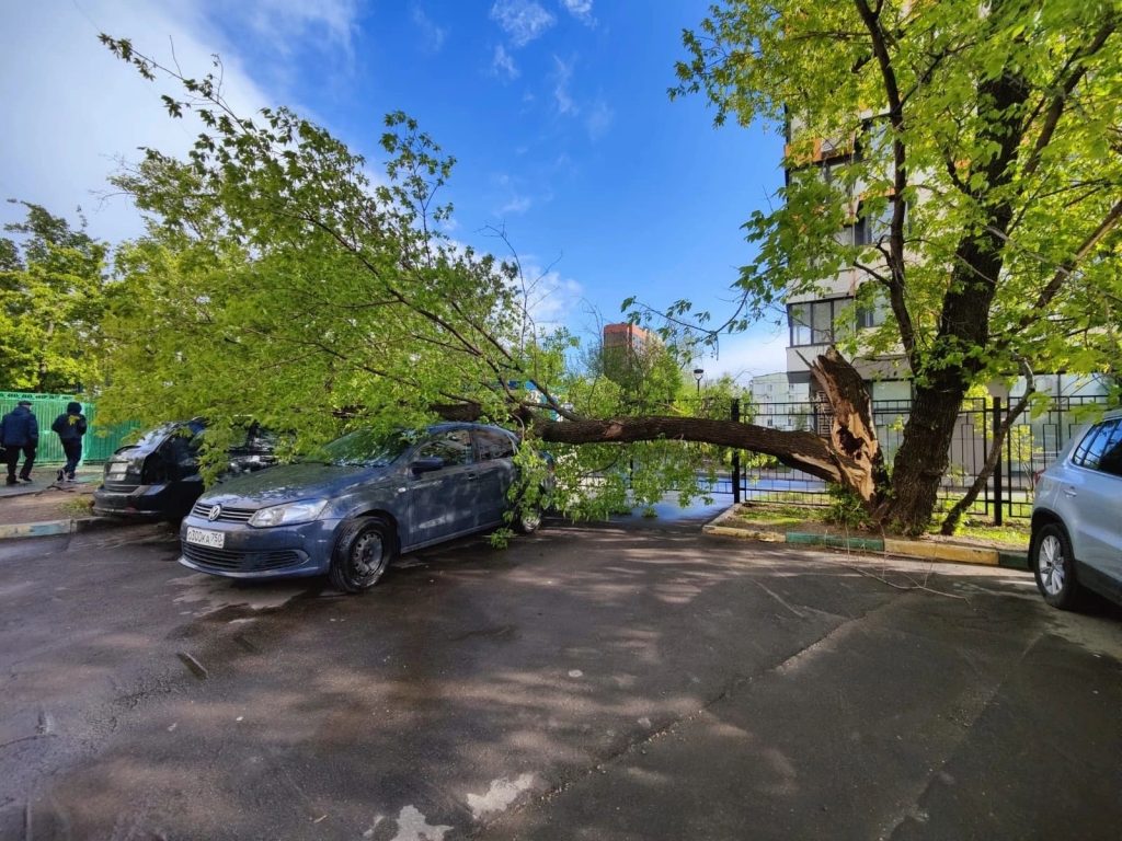 Дерево на Волгоградском проспекте, упавшее во время майского урагана. Фото: Анна Меркулова