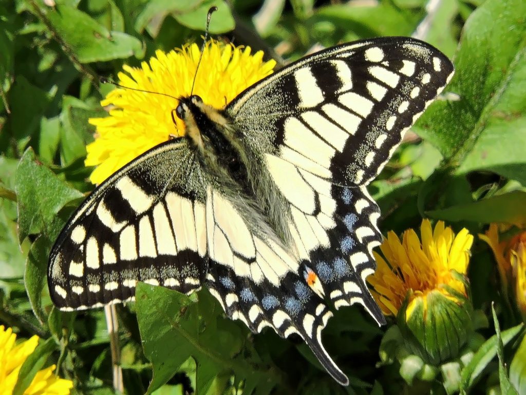 Увидеть такую бабочку — большая редкость. Фото: Алексей Стефанов