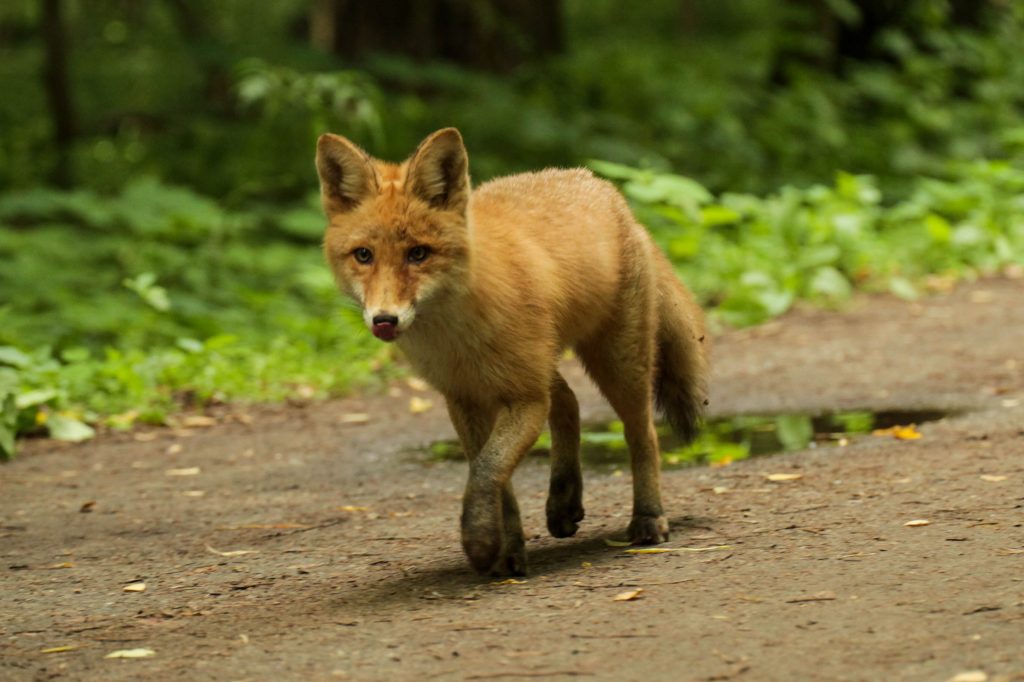 Экологи начали вакцинацию лис в парке Кузьминки-Люблино