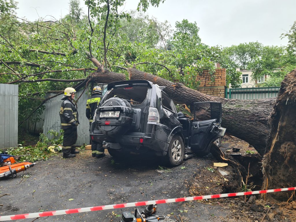 Как владельцу из ЮВАО получить компенсацию, если на автомобиль упало дерево?