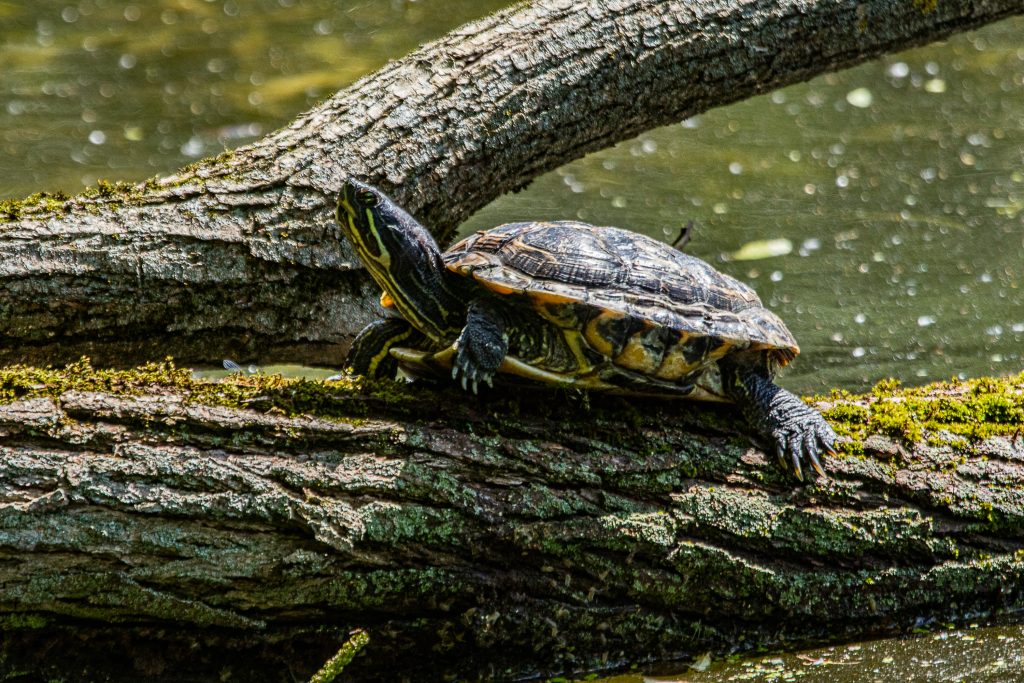 На Кузьминских прудах красноухие черепахи вытеснили болотных