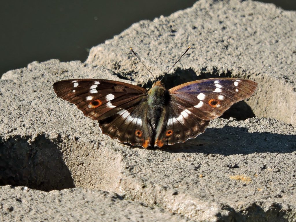 Лесопарки Юго-Восточного округа посетила пьющая бабочка